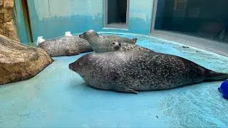 大晦日のアザラシ水槽掃除ライブ