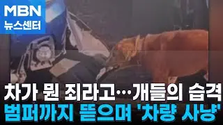 주차해 놨는데 박살난 차량들…중국서 난데없는 '개들의 습격' [MBN 뉴스센터]