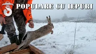 Populare cu iepuri pe fondul Regal