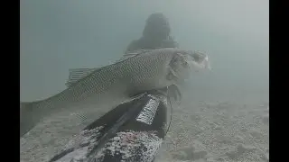 Spearfishing Croatia- NeoCarbone-