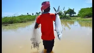 Primitive technology : Fishing and cooking | Fish hunting | 5 kg Fish grill |  Village Hunter
