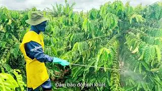 Amistar Top&reg; 325SC - GIẢI PH&Aacute;P PH&Ograve;NG TRỊ BỆNH RỈ SẮT V&Agrave; TH&Aacute;N THƯ CHO C&Acirc;Y C&Agrave; PH&Ecirc;