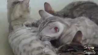 When Mother Cat Says No More Milk