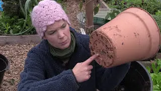 Q&A: Worms in the bokashi compost