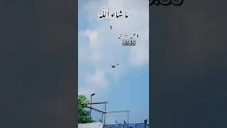40 temperature pigeon landing