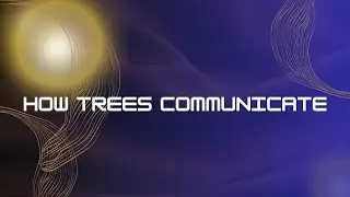 how trees communicate
