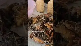 Dirt Cheap Aphrodisiac in the Philippines. Cordova Port, Cebu