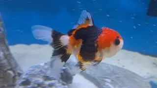 cuidados de los oranda. Experiencia personal