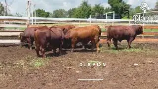 Alamo Beefmaster - Наш скот #beefmastermexico
