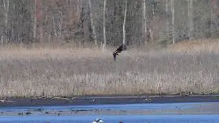 2025_04_09 Adult Bald Eagle - Bombay Hook NWR, DE (slow motion)