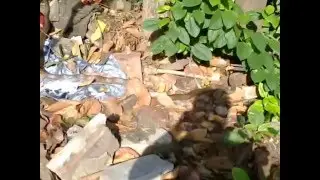 Big Snake Bite A Rat But Rat is Ultra Cleaver