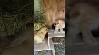 #shorts #travel #summer #travelvlog #explore #mv  #farm #animals #bunny #cute  #traveling #boston