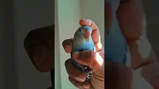 This Parrot Brand Perfume is very popular among da masses. My  fvt Perfume.💙🐦 #shorts #parrot #pets