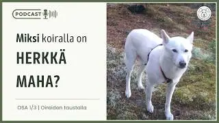 Herkkävatsainen koira - miksi maha menee helposti sekaisin | Osa 1/3