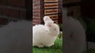 PVJ #bandung #tamilvlogs #travelindonesia  #rabbit #feedrabbit #pets  #parisvanjava #kelinci