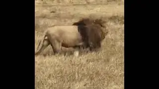 Large male lion from Ngorongoro crater