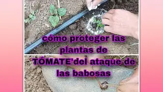 c&oacute;mo proteger el tomate de las babosas 🌱 🐛🍅