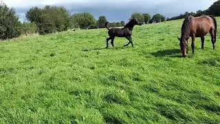 Lagans obos x RAMIRO B