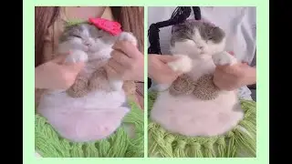 Belly Dance 🐱🥰 👏 - Cat Version... #MeowMoves 🐱💃👏 #FelineFlair 💃😻👌 #CatTasticDance 🐾💃 #CatTasticDance