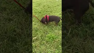 Benji