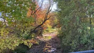 Creek Fall Colors
