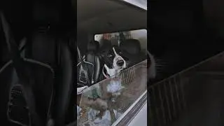 So cute 🐕 dog 😄😍🔥🔥🤩. #dog #bark #short #viral #trending #shortvideo # cute dog