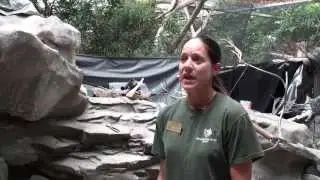 NEW South American Bird Aviary Update