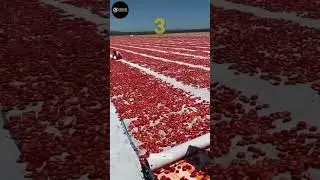 Amazing Heavy Agricultural Equipment & Machines in Action | Modern Farming Technology #agriculture