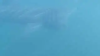 Basking Sharks of Little Colonsay