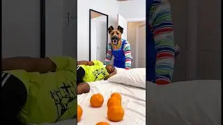 Marvelous Dancing Dog funny dog prank on monkey bibi monkey orange funny video 2026 #cute
