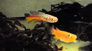 Fundulopanchax amieti