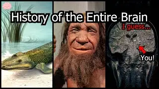 From Jellyfish to Cavemen: The Insane Evolution of the Human Brain