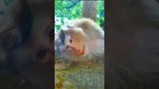 Abandon Pigtail Monkey Rose!