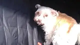 Staynine Premium Pet Seat Cover