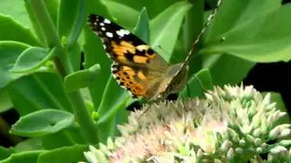 Macro Video Butterflies