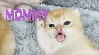 This is the first time that Ody's kittens open their eyes then find their mom