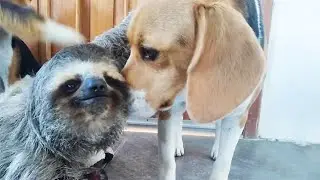 This Electrocuted Sloth Found its Best Friend in a Beagle