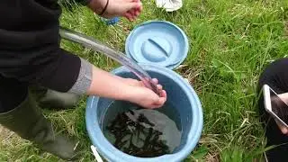 Veliki pupek v Pucinovem lazu / Italian crested newt in Pucinov laz