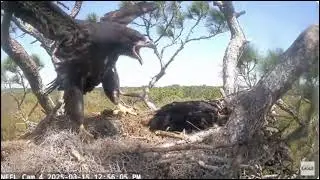 Exciting events at Beau and Gabby's nest American Eagle Foundation NEFL Cam 1 / NEFL Cam 4