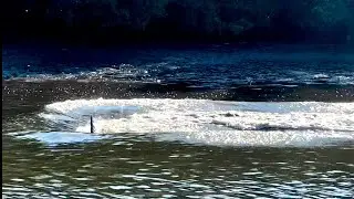 Dolphins Create a Mud Ring #nature #dolphin #florida #wildlife @Purefl