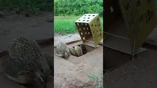 Unbelievable Bird Trap ! Method Unique Quail  Trap #shorts #create #traps