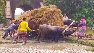 The Buffalo Cart Got stuck in the Deep Mud // Buffalo Heavy  Load Cart Loaded