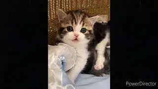 FUNNY VIDEOS|SWEET 😼😼😼CAT PET|FUNNY VIDEO  COLLECTION
