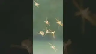 🦟 Did you know mosquitoes have favorite people &mdash; and it might be you?