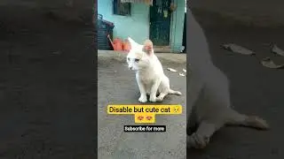 cute disable cat..🐈💞#cat #cats #catshort #catvideos #shortsfeed #cutecat #shorts #disablecat #funny