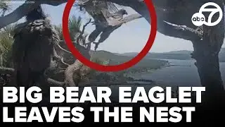 Big Bear eagles: Sunny, one of Jackie and Shadow's eaglets, leaves the nest
