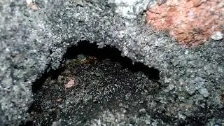 Termite Live