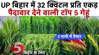 Gehun ki best variety | बिहार के लिए गेहूं की टॉप 5 बेस्ट किस्में🌾Gehu ki top5 variety Wheat variety