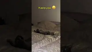 Самый милый кот 😻 #юмор #reels #real #рекомендации #тренды #memes
