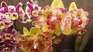 Продолжаю знакомить вас с роспусками 🌼🌺🌹💐🌸